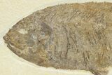 Impressive Fossil Fish (Phareodus) - Wyoming #207903-3